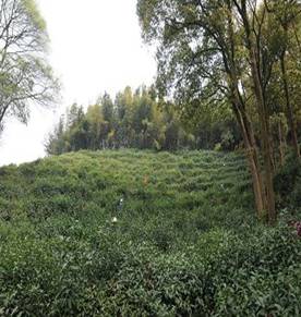 岳阳黄茶核心基地——君山 Yueyang Yellow Tea core base Jun Mountain